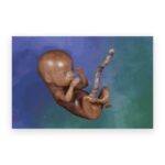 3D Pro-Life Card